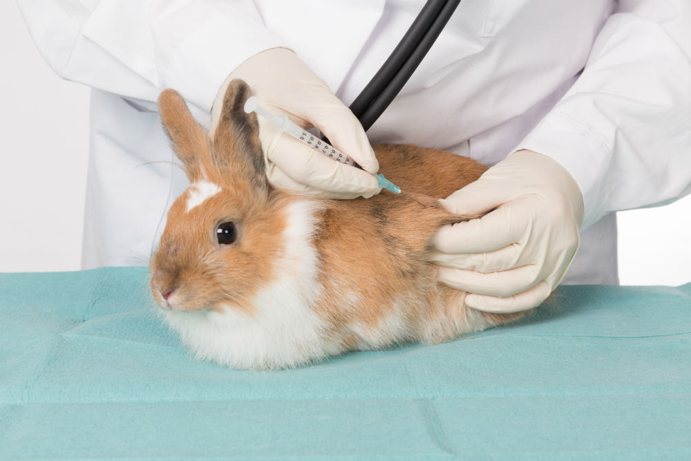 dierenarts ilse bassez vaccinaties
